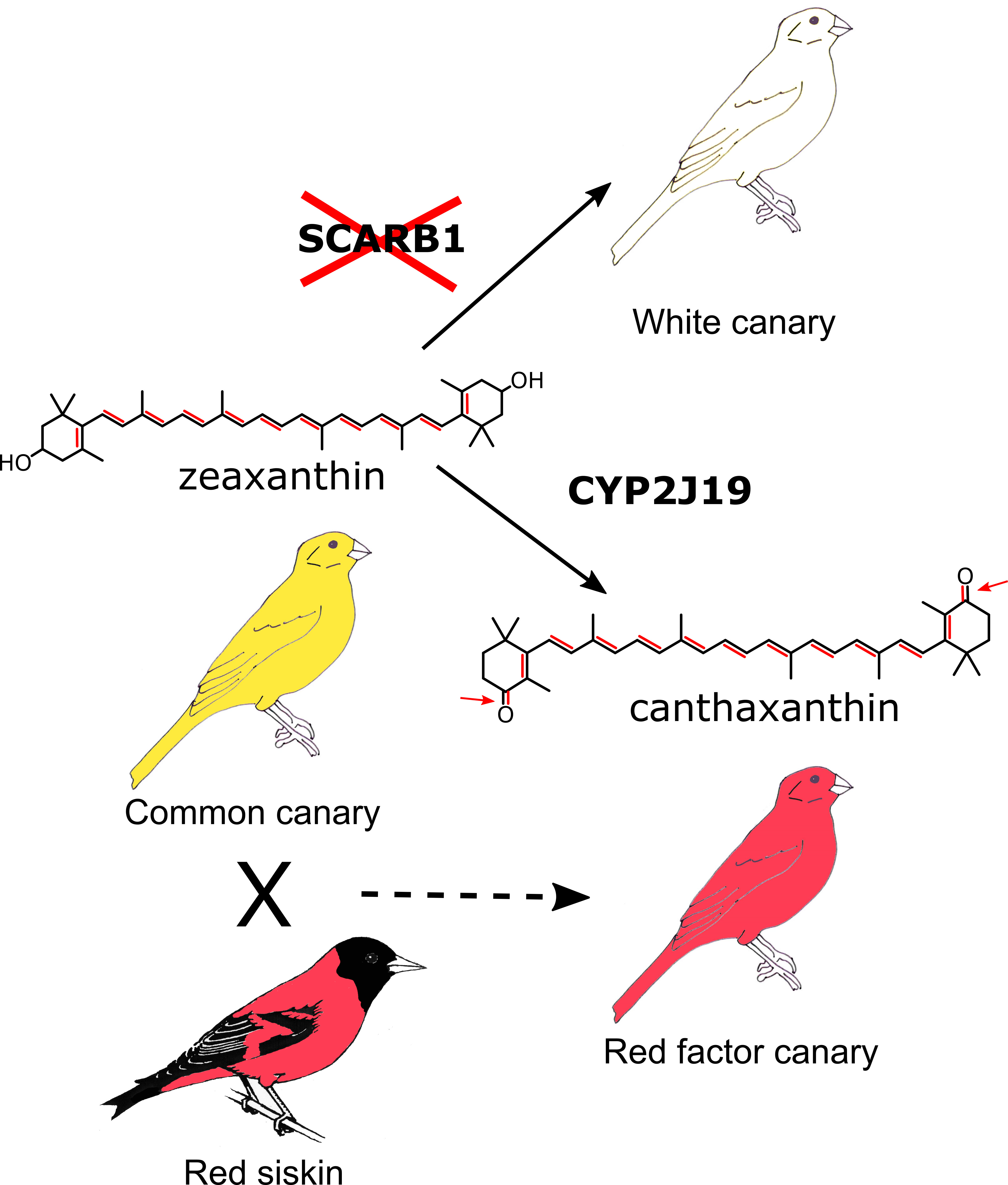 Canaries